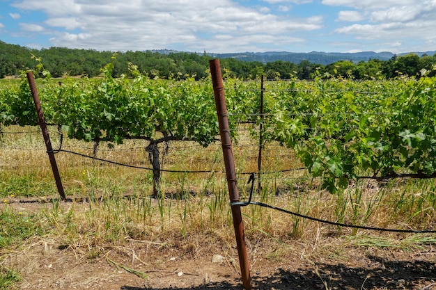 Vigneto nella Napa Valley Contea di Napa nel paesaggio dei vigneti della regione vinicola della California