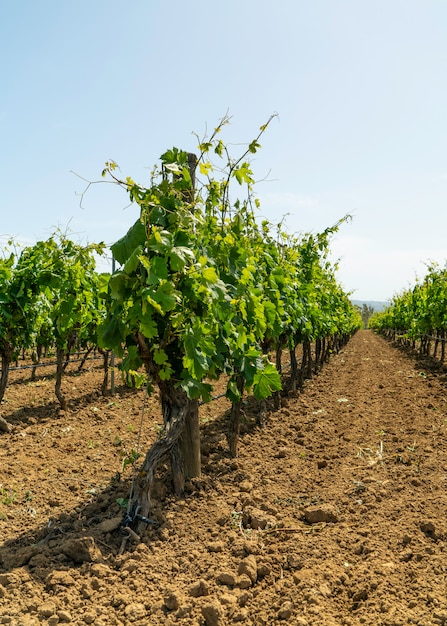 Vigneto pronto a produrre vino