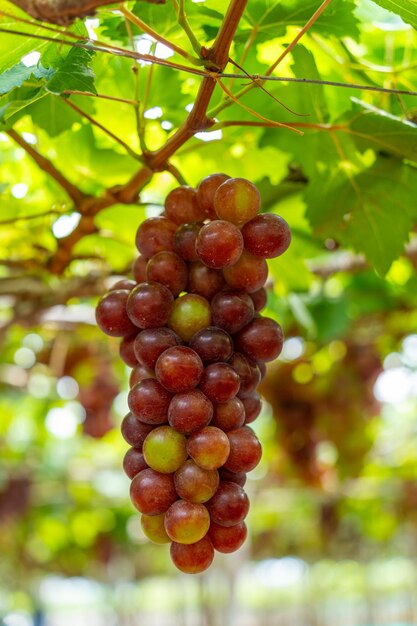 Vigneto rosso e verde al primo sole con uva grossa raccolta carico in attesa vino rosso bevanda nutrizionale nella provincia di Ninh Thuan Vietnam