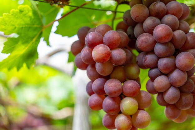 Vigneto rosso e verde al primo sole con uva grossa raccolta carico in attesa vino rosso bevanda nutrizionale nella provincia di Ninh Thuan Vietnam