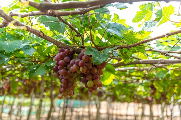 Vigneto rosso e verde al primo sole con uva grossa raccolta carico in attesa vino rosso bevanda nutrizionale nella provincia di Ninh Thuan Vietnam