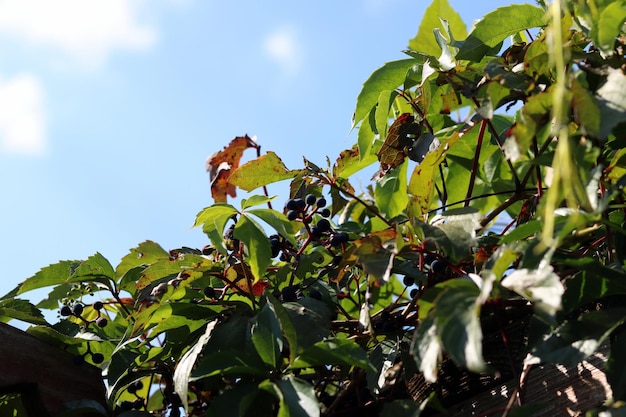 vigneto su un ramo, vigneto su un albero, bacche della vigna, uva su un fiore