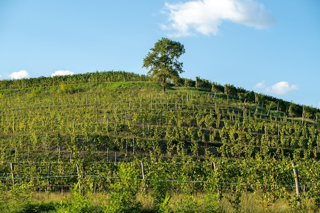 Vigneto su una collina la sera all'inizio dell'autunno