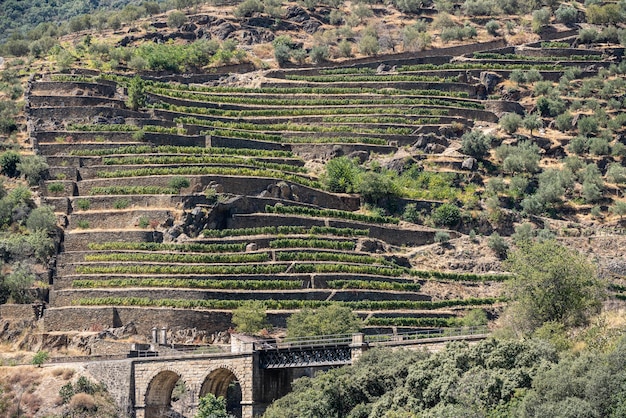 Vigneto terrazzato sulle rive del fiume Douro in Portogallo