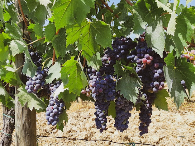 Vigneto toscano con uva rossa