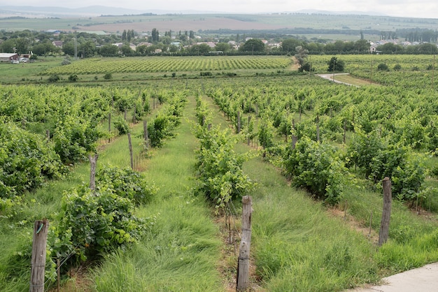 Vigneto verde estivo in una giornata nuvolosa