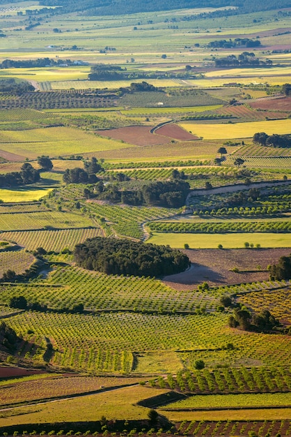 Vigneto verde paesaggio verticale in La Font de la Figuera Valenciana Toscana Spain