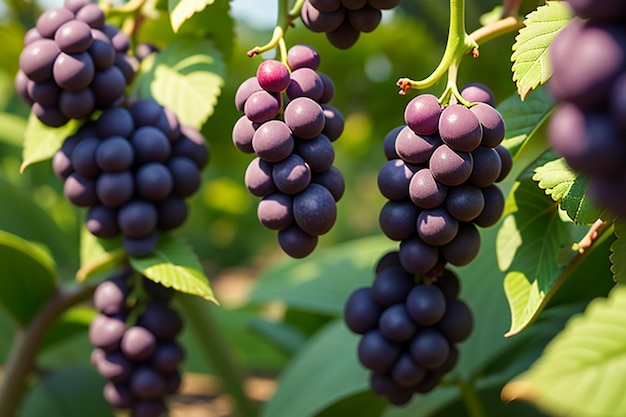 Vigneto viti vino vino frutta sfondo sfondo bellissimo paesaggio ambientale