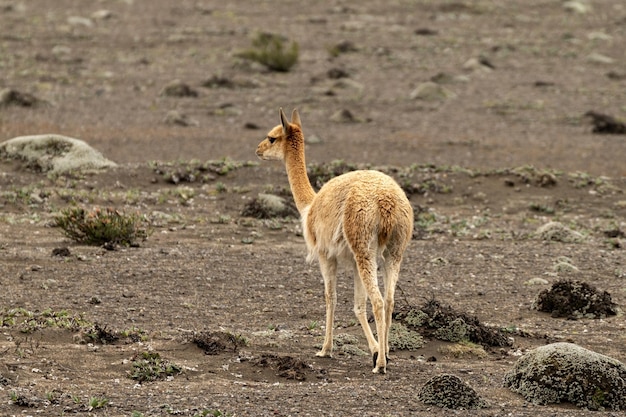 vigogna che si nutre sulle pendici del vulcano chimborazo nella catena montuosa delle Andea