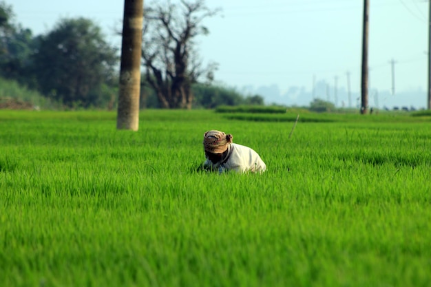 Village Old Farmer sta lavorando nel verde per piantare semi di riso e estirpare l'erba.