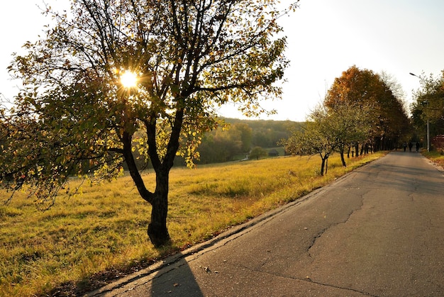 Villaggio delle foglie gialle di autunno della strada