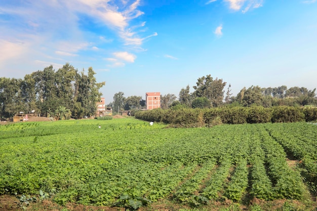 Villaggio egiziano tradizionale vicino al Cairo, Egitto