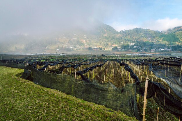 Villaggio nebbioso nelle vicinanze di Sapa Vietnam