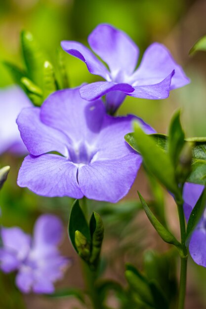 Vinca minor, nomi comuni pervinca minore o pervinca nana, è una specie di pianta da fiore della famiglia dogbane nel giardino botanico.