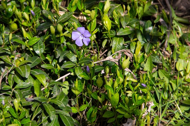 Vinca minore blu pervinca