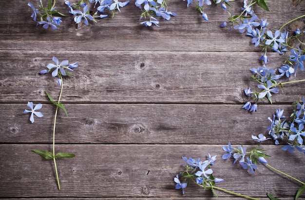 Vinca su fondo in legno vecchio