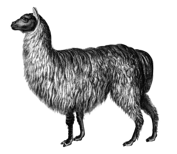 Foto vintage alpaca png remix di animali selvatici da opere d'arte di charles dessalines dorbigny