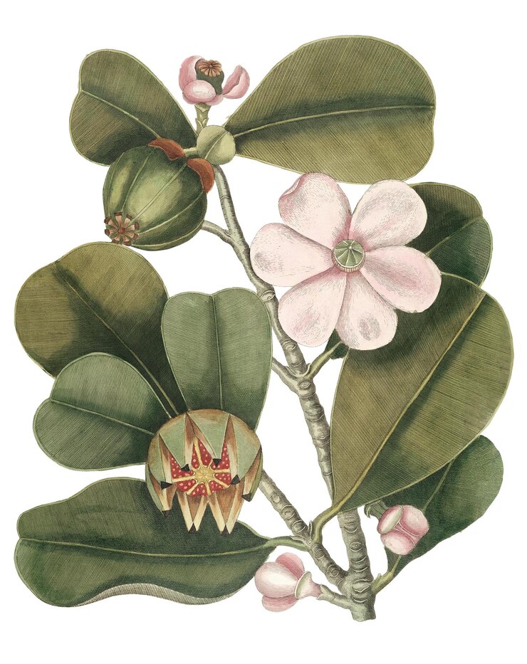 Foto vintage balsam tree png sticker botanica illustrazione remix dall'opera d'arte di mark catesby