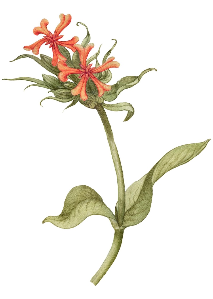 Foto vintage croce maltese fiore png illustrazione disegno floreale