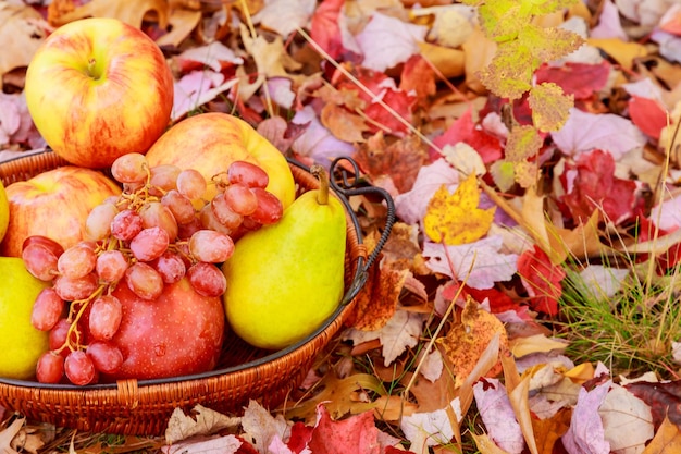 Vintage natura morta con mele uva e pere mele pere uva autunno