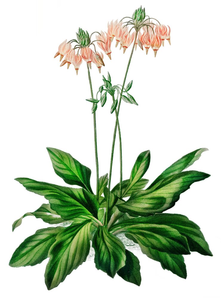 Foto vintage shooting star flower png remix da opere d'arte di charles dessalines dorbigny