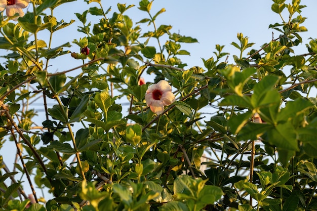 Viola Allamanda Pianta Fiore della specie Allamanda blanchetii