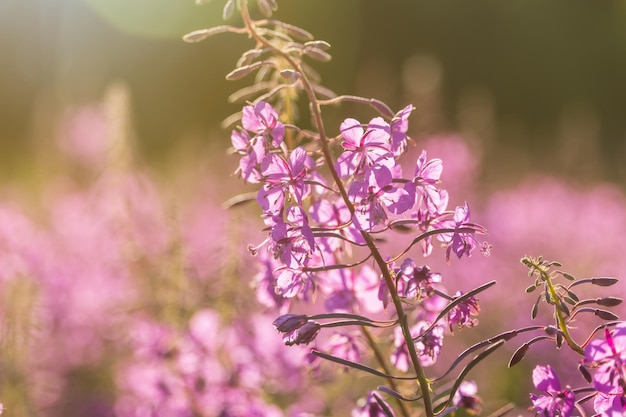 Viola alpino Fireweed primo piano