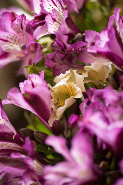 Viola Alstroemelia fiori assortiti fioritura macrofotografia