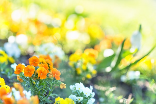 Viola arancio fiore al mattino la luce del sole messa a fuoco selettiva sfondo sfocato