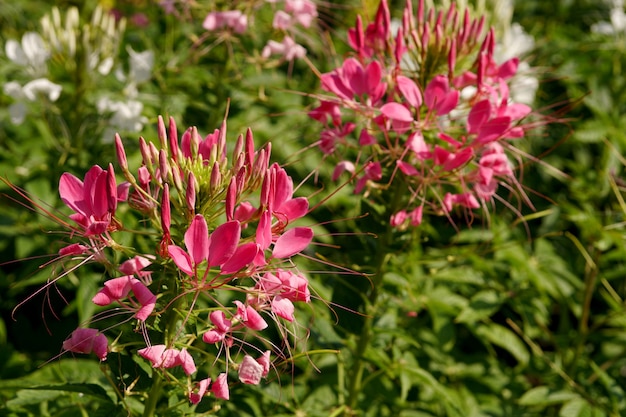 Viola Cleome Spinosa o fiore di ragno che sboccia nel giardino