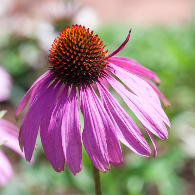 Viola Coneflowers Echinacea closeup messa a fuoco selettiva