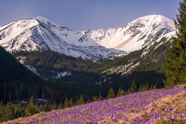 Viola crocis selvatici che fioriscono nelle montagne