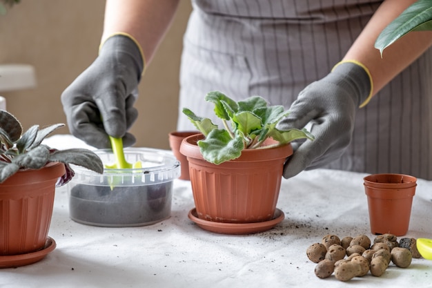 Viola da trapianto giardiniere donna. Concetto di giardinaggio domestico e piantare fiori in vaso, decorazione domestica della pianta