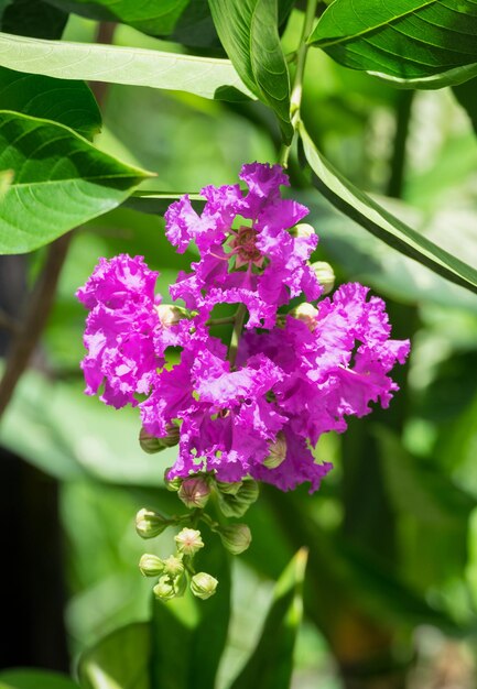 Viola del fiore di mirto crespo della regina