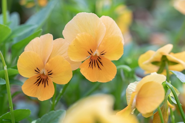 Viola del pensiero del fiore