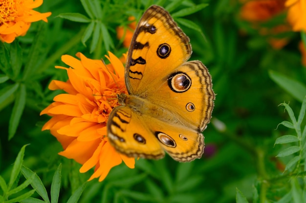viola del pensiero del pavone sul fiore del cosmo. farfalla ninfale nell'Asia meridionale. Junonia Almana. natura.