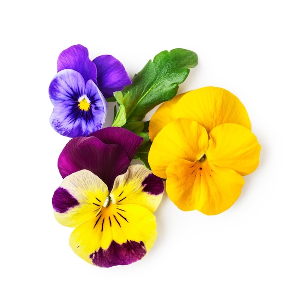 viola del pensiero fiori