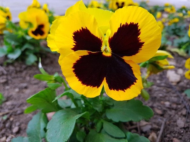 Viola del pensiero in fiore al suo meglio