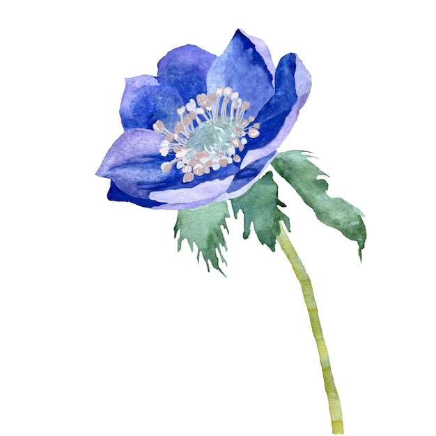 Viola di anemone. Illustrazione disegnata a mano dell'acquerello. Isolato su sfondo bianco.