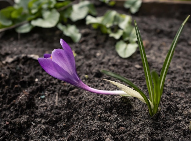 Viola fiore di croco