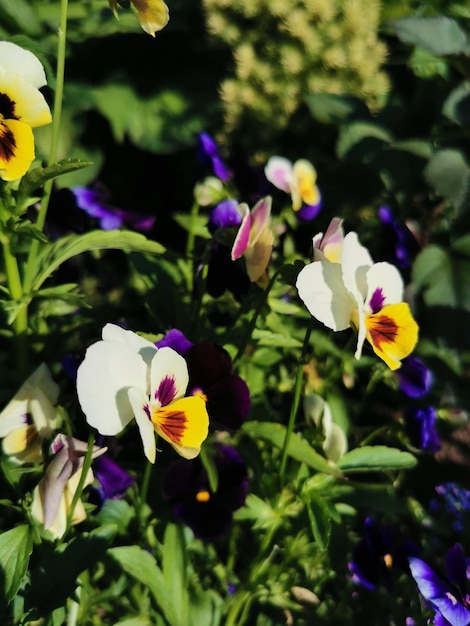 Viola fiore tricolore che fiorisce in primavera Heartease