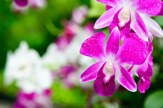 Viola fiori di orchidee fresche in giardino