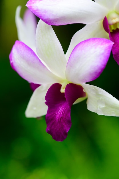 Viola fiori di orchidee fresche in giardino