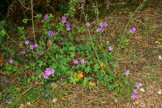 Viola fiori selvatici in una foresta profonda