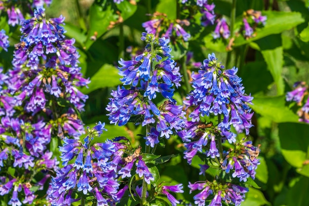 Viola, fiori viola che sbocciano nel giardino