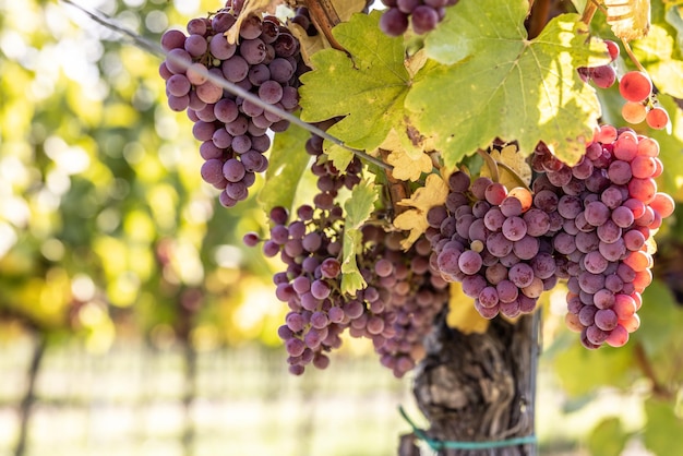 Viola grappoli d'uva della varietà Red Traminer in un vigneto che matura prima della vendemmia