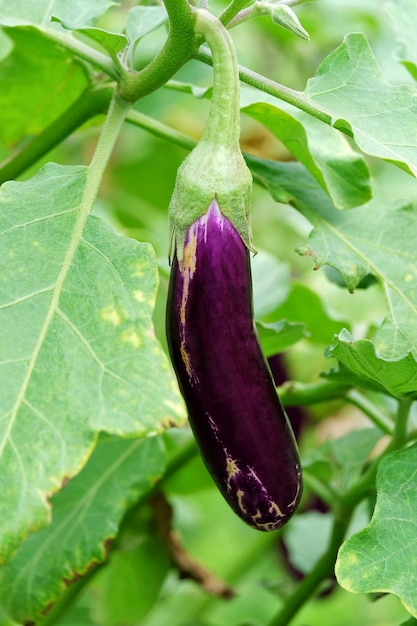 Viola lunga della melanzana sull&#39;albero e sul fondo verde della foglia