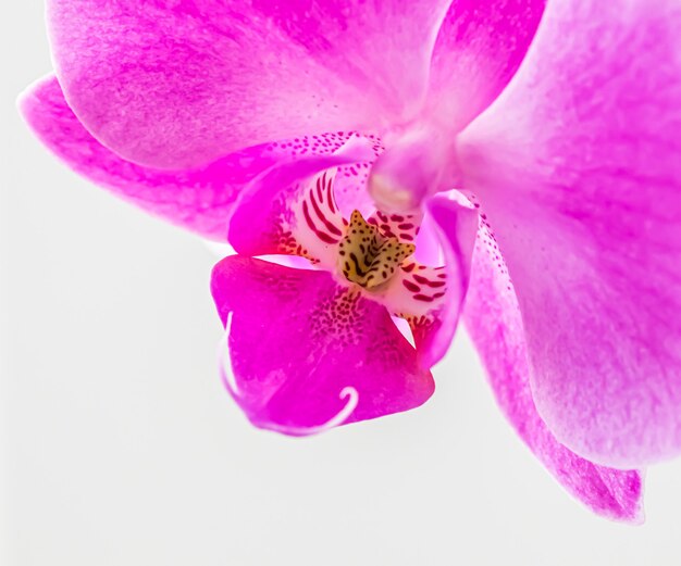 Viola orchidea phalaenopsis frammento di fiori macro sfondo floreale