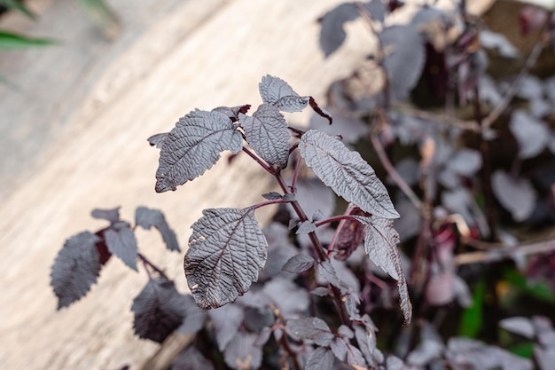 Viola Perilla frutescens var. crispa, noto anche con il suo nome giapponese shiso