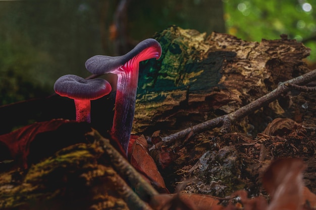 Viola porpora fungo Ametista ingannatore (Laccaria amethystina). Ingannatrice di ametista (Laccaria amethystina)